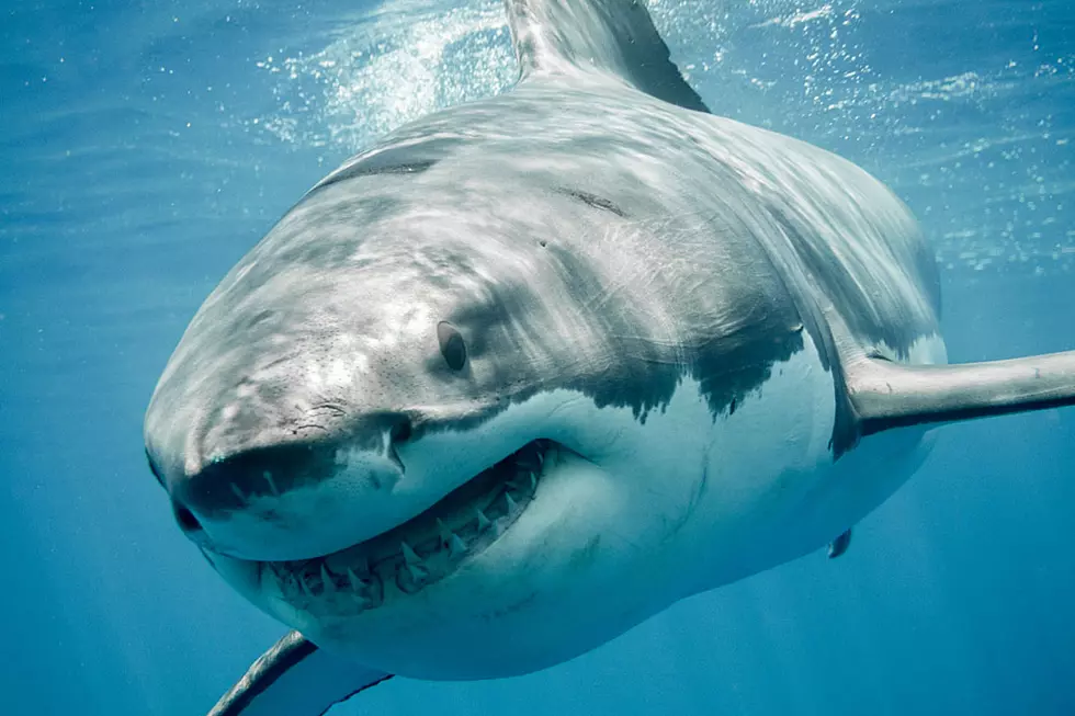 Wanna Spend a Night Sleeping With Sharks? You’re in Luck