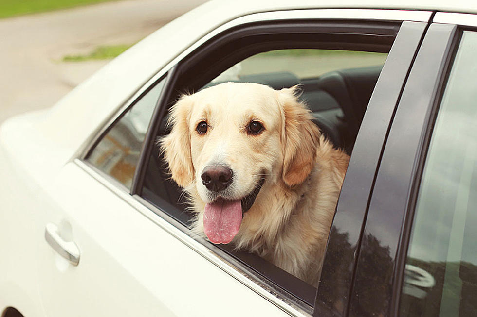 Woman Walking Dog While Driving Causes Uproar
