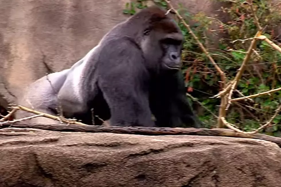 Boy Falls Into Gorilla Cage