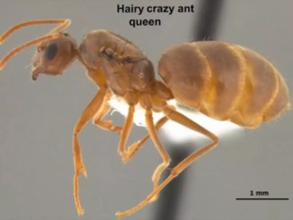 Crazy Little Hairy Ants Are on the Way [Video]