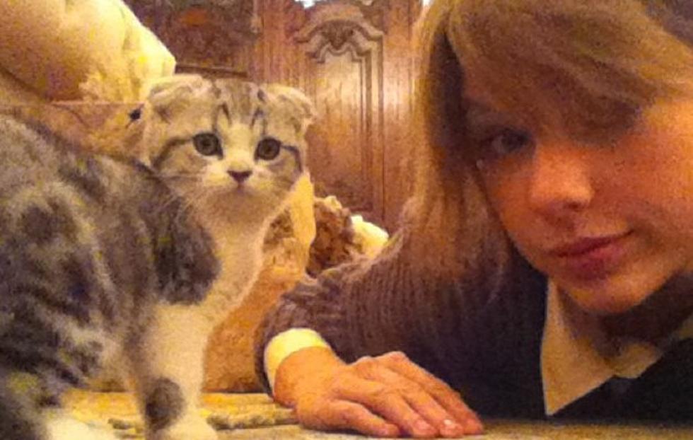 If You’re a Cat Wouldn’t You Want to be Taylor Swift’s Cat?