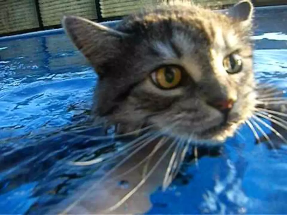 Swimming Cat Video Goes Viral&#8230;But I Can&#8217;t Show You That One, So I&#8217;ll Show You Another One [VIDEO]