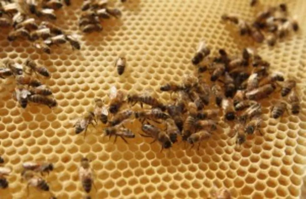What&#8217;s the Buzz on the Declining Bee Population?