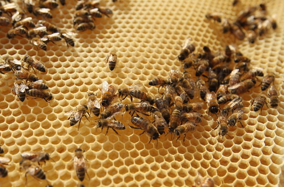 What’s the Buzz on the Declining Bee Population?