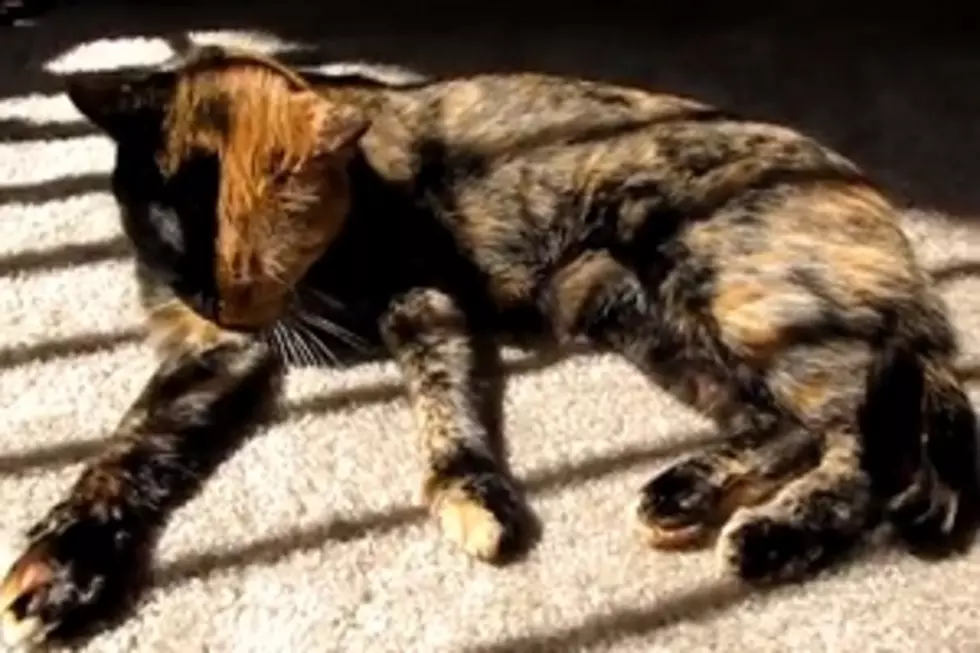 Two-Faced Cat Making Web Surfers Look Twice [VIDEO]
