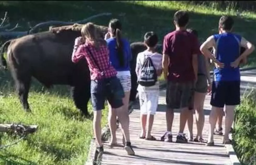 2012 Idiot Award: Tourists Taunt Yellowstone Bison [VIDEO]