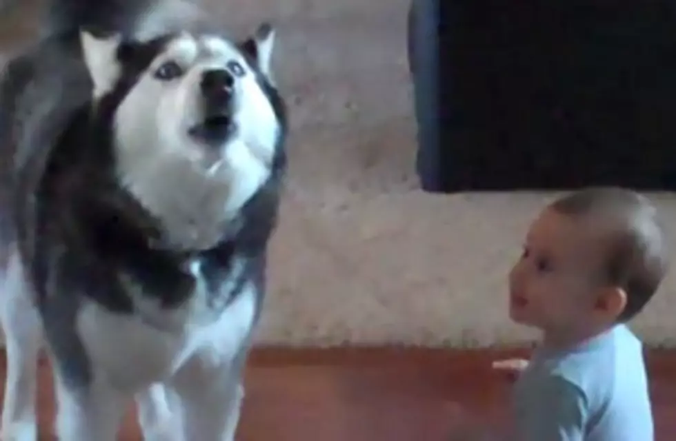Husky and Baby for Vocal Duo of the Year? [VIDEO]