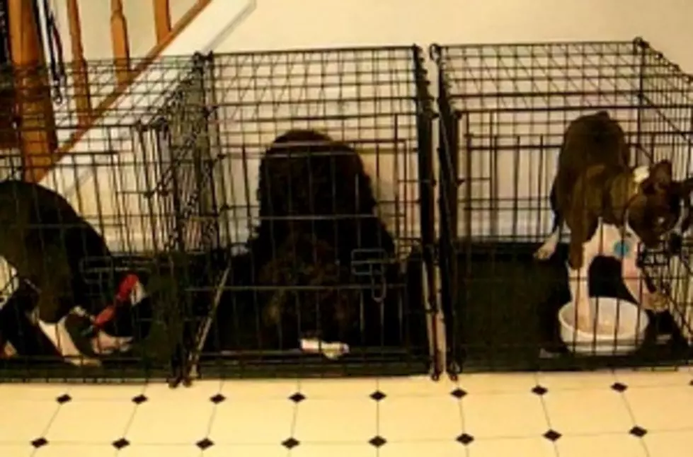 Dog Escapes His Cage, Orchestrates a ‘Jail Break’ [VIDEO]