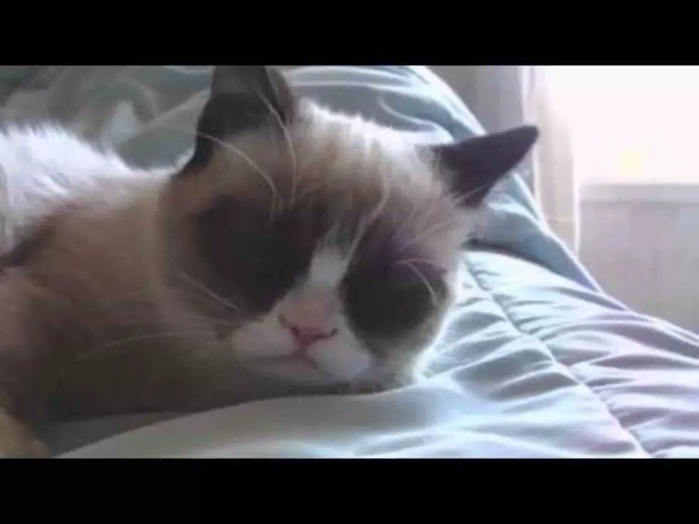 Grumpy Cat Does the Harlem Shake [Video]