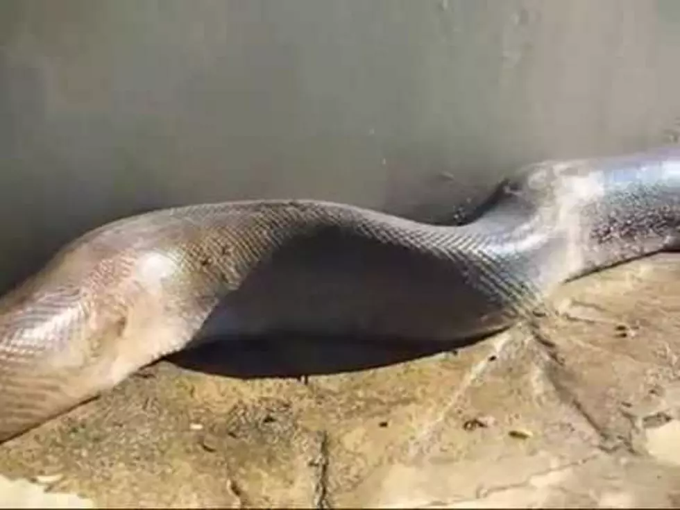 The World&#8217;s Longest Snake Captured on Video [Video]