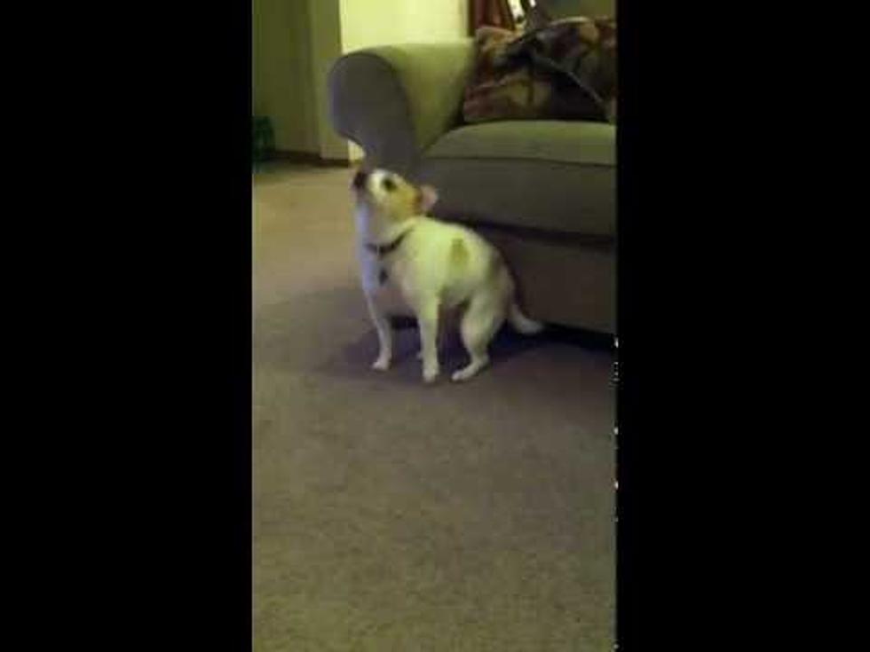 Dog Dances and Shakes Its Booty to Eminem Song [Video]