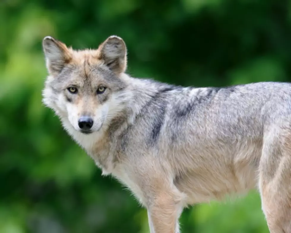 Black Bears Spotted, Now A Gray Wolf Is Taken Down In Kentucky