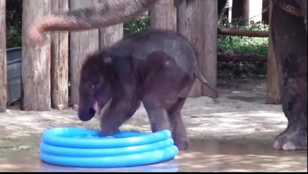Nothing Cuter Than a Baby Elephant