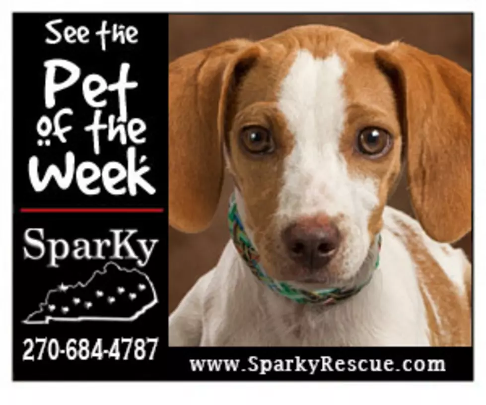 Meet Ginger:  The SPARKY Pet of the Week