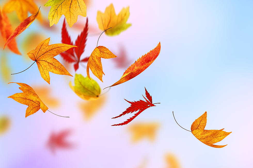 Website Helps Track Fall Leaf Color Change Across KY
