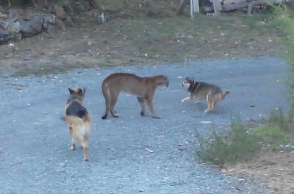 Two Pet Dogs Engage in a Showdown with a Cougar [VIDEO]