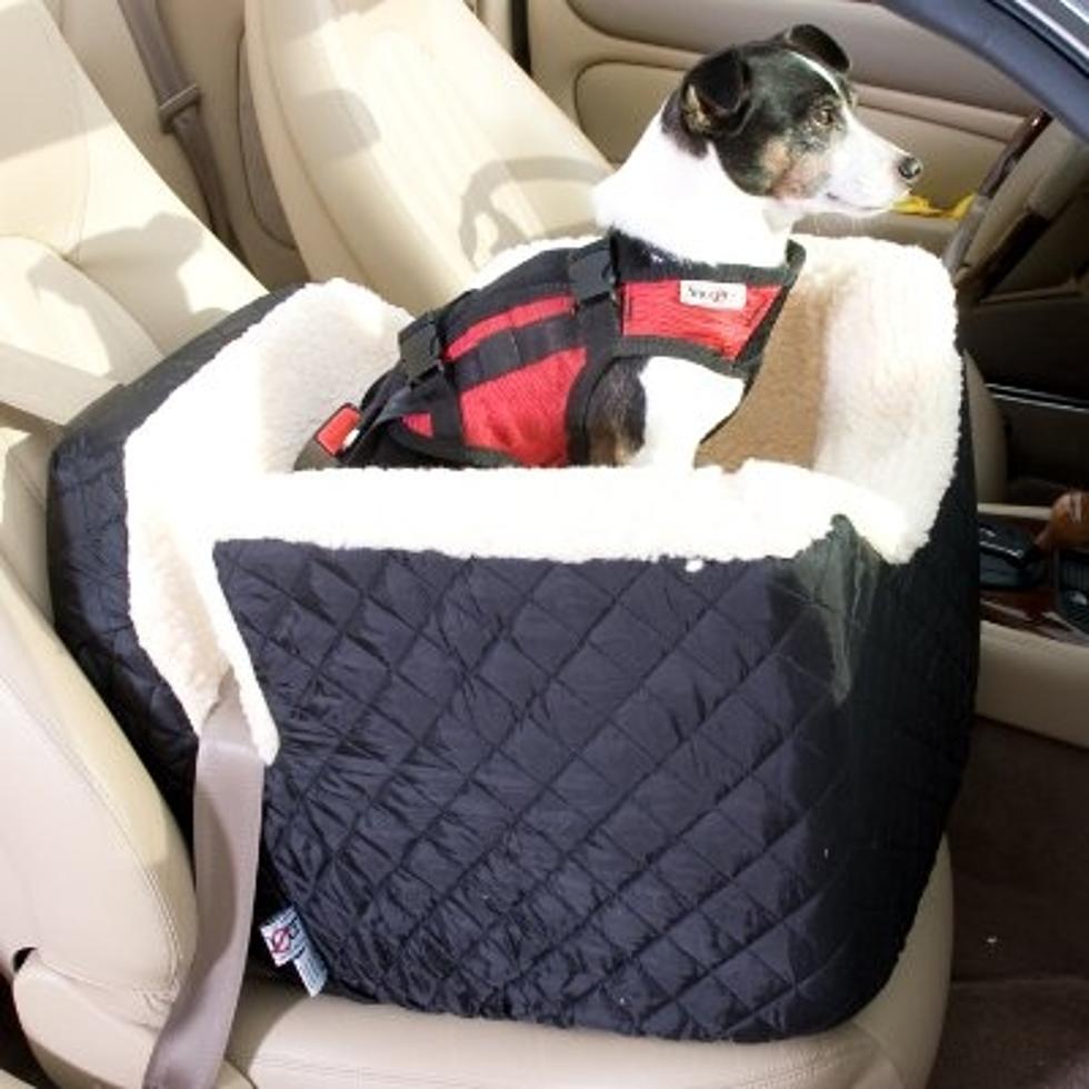 Dogs In Seatbelts?!?