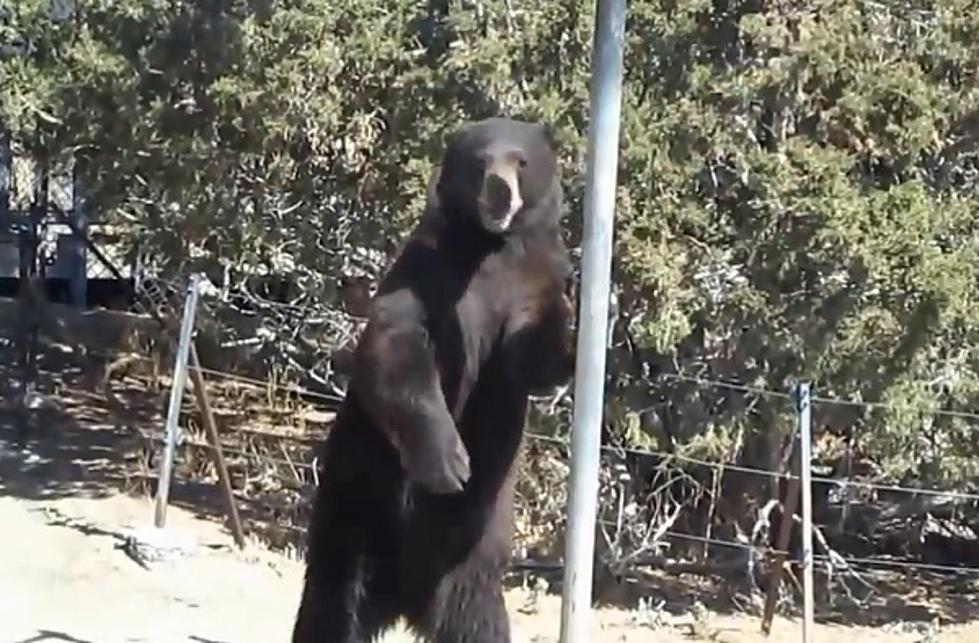 I Won’t Play Tetherball With a Bear, But I’ll Watch HIM Play [VIDEO]