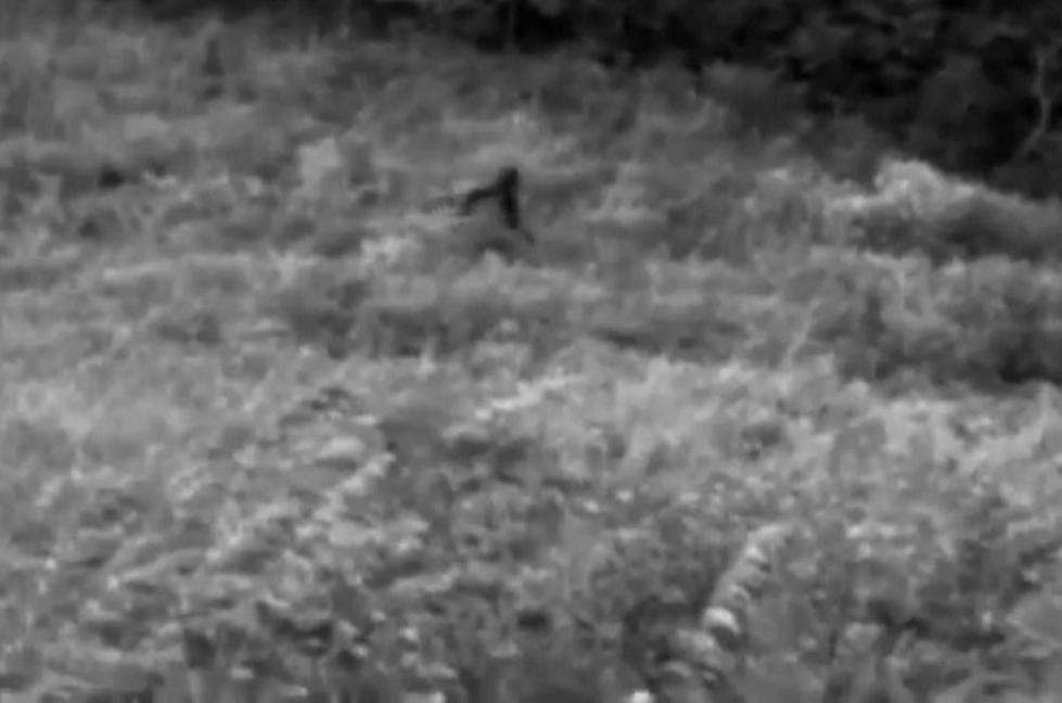 Real or Not, Bigfoot Never Gets Old [VIDEO]
