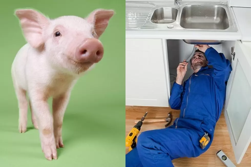 Dave’s Favorite Thanksgivings: Pigs, Plumbers, Cowboys and Skipping Demonstrations