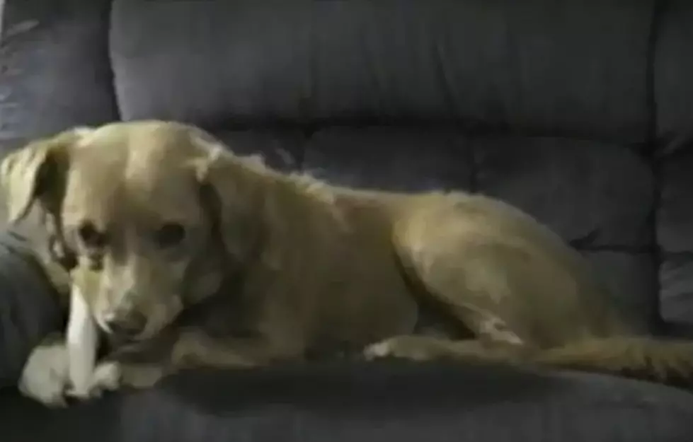 DOG FENDS OFF HIS OWN TAIL