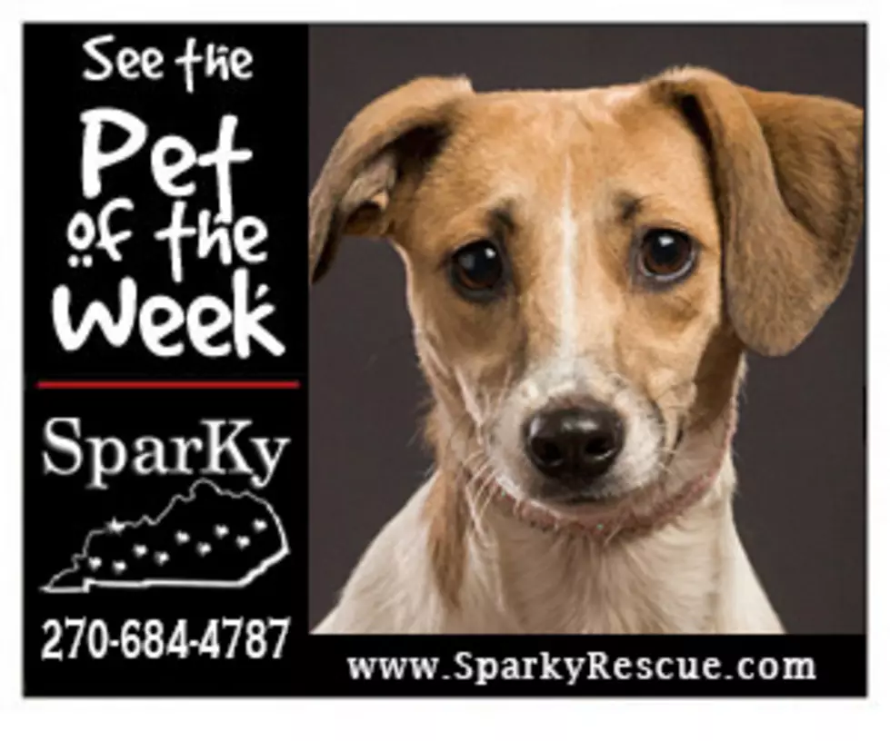 Meet Miley: WBKR’s Sparky Pet of the Week