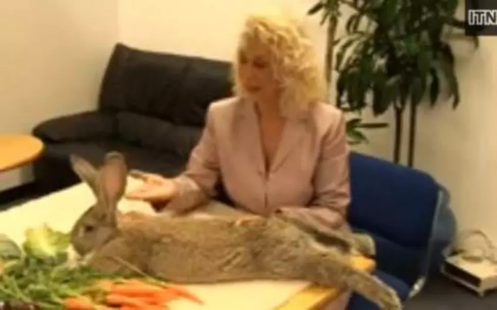 Meet Darius: The World’s Largest Rabbit [Video]