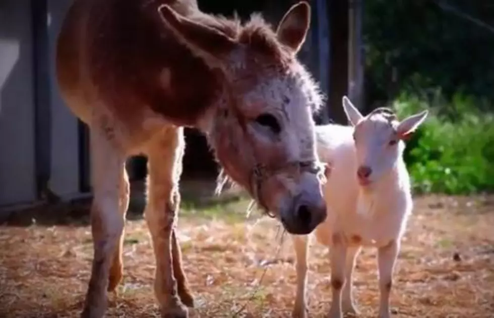 Mr. G and Jellybean: Goat and Burro Reunited [Video]