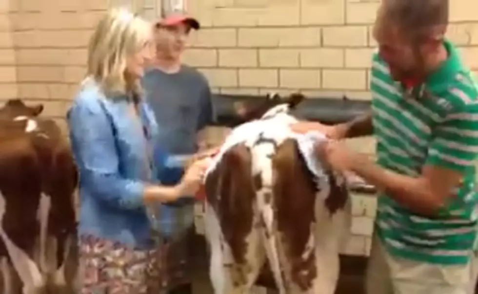 Chad And Jac Wash Cows At The State Fair [VIDEO]