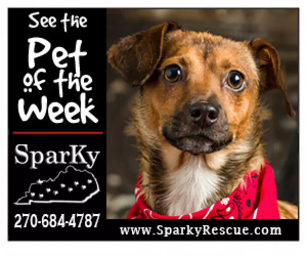 Meet Harry: Our SPARKY Pet of the Week