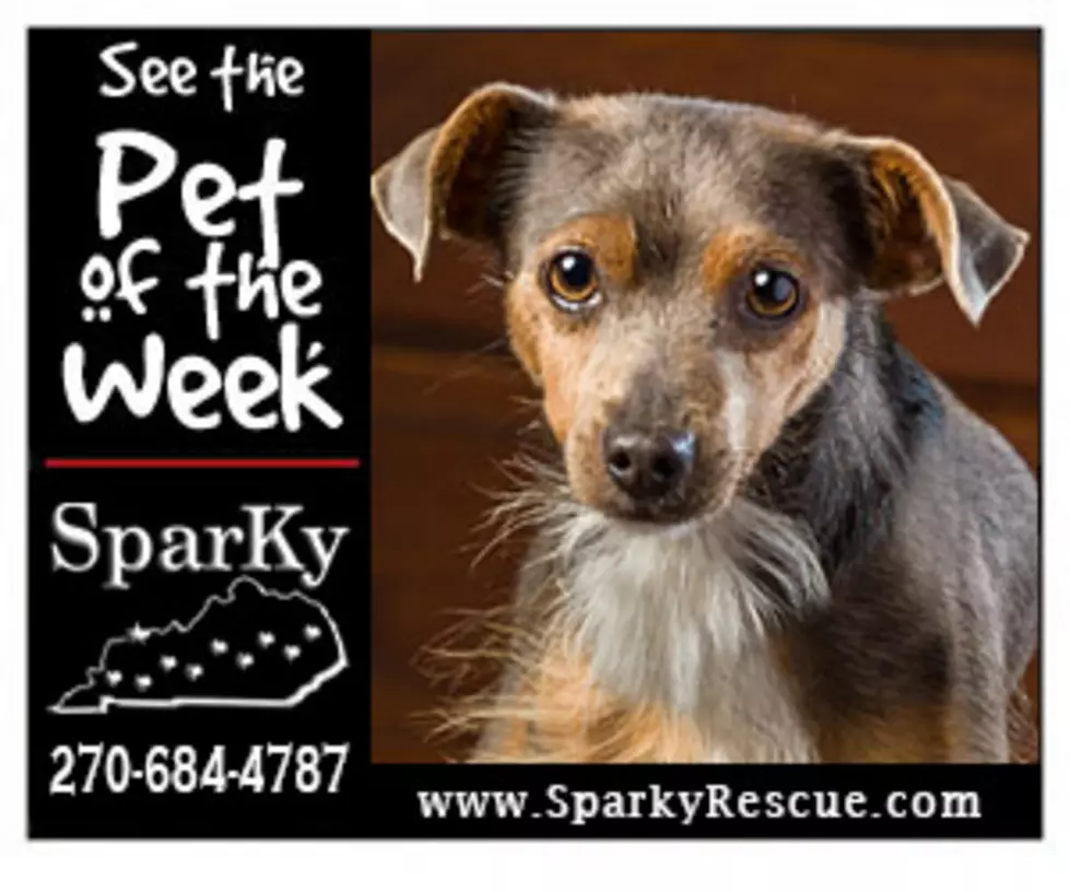 Meet Jefferson!  WBKR&#8217;s Sparky Pet of the Week