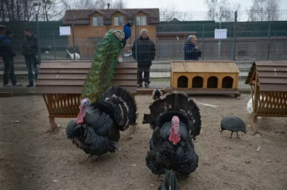 Turkeys Can Communicate with Squeaky Toys…You Know, In Case You Were Wondering [VIDEO]