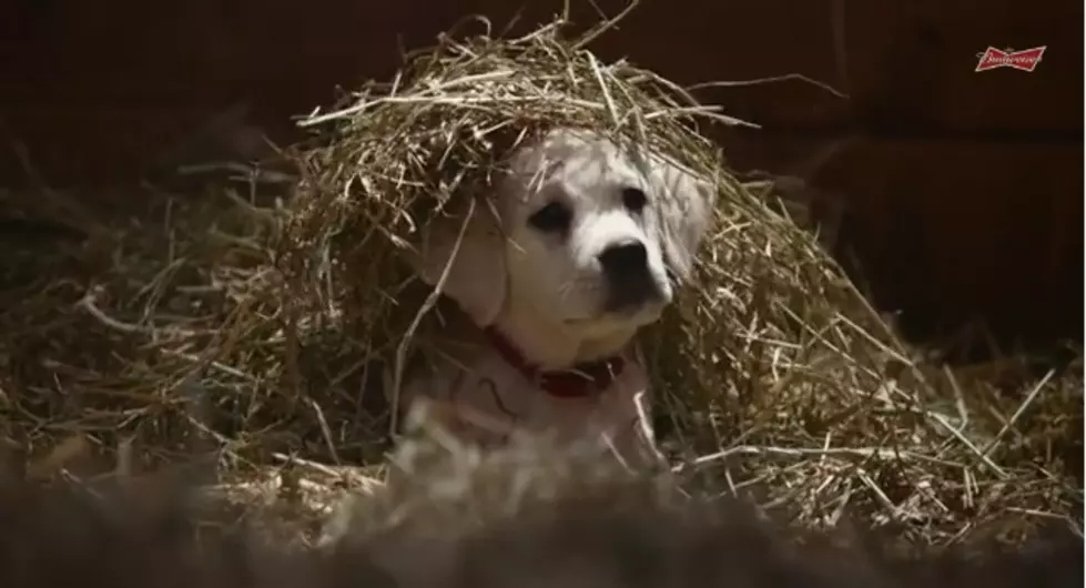 The Budweiser 2015 Super Bowl Ad&#8230; Grab A Tissue [VIDEO]