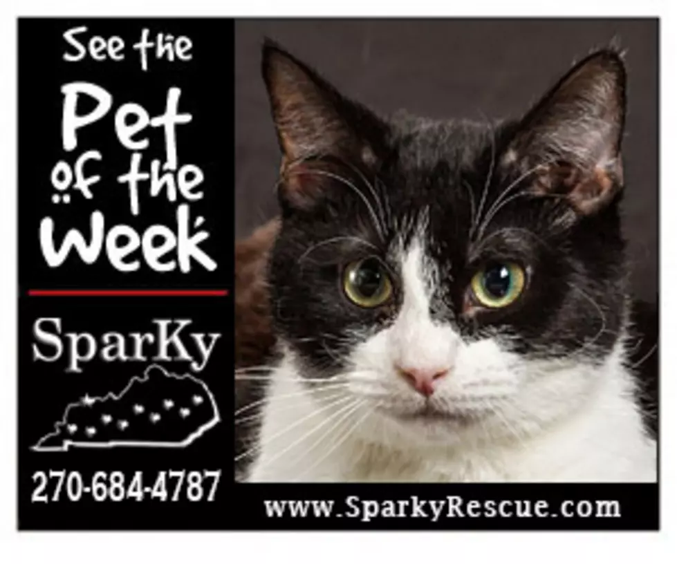 Meet Jagger &#8211; Our Sparky Pet of the Week