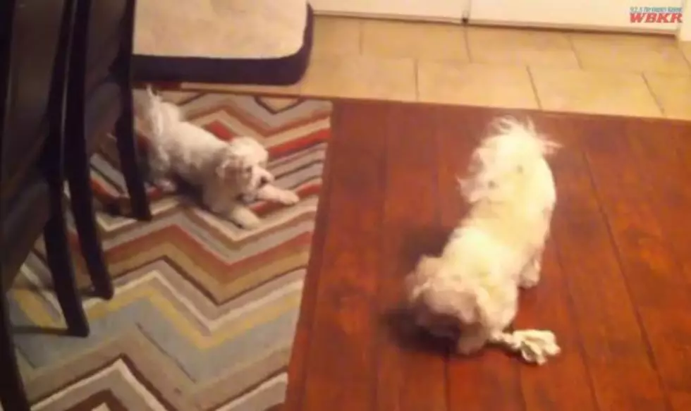 The Great Bichon Frise Toy War: Dolly &#038; Ellie&#8217;s WWE Smackdown [Video]