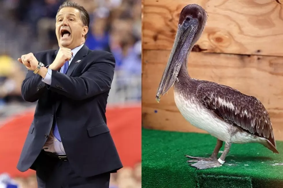 Are a John Calipari Contract Extension and a New Orleans Pelicans Coaching Vacancy Connected?