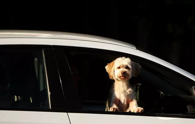 New Law Allows Florida Residents To Break Into Cars To Save People, Pets