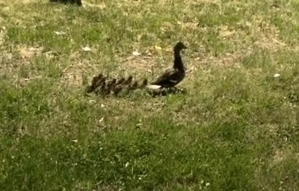 Vienna Police Officer Saves Nine Ducklings From Storm Drain