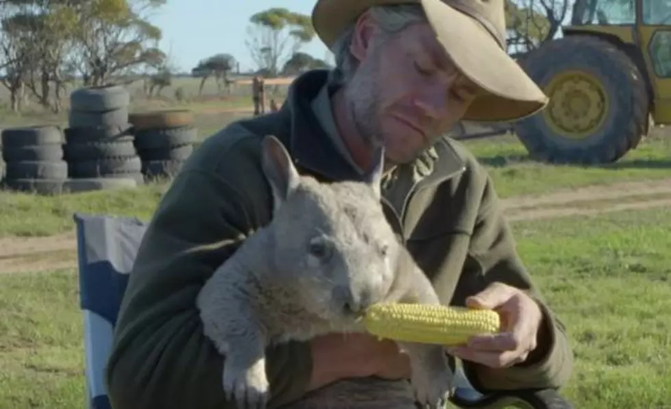 This Corn-Fed Farting Wombat May be the Cutest Thing You&#8217;ll Ever See [Video]