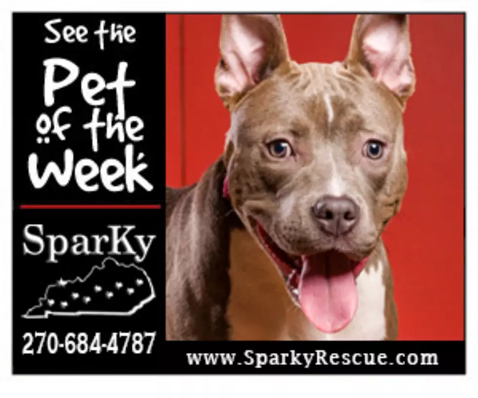 Meet Karma &#8211; Our Sparky Pet of the Week