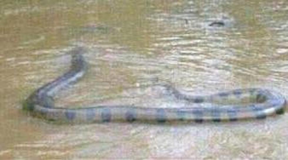 Real or Fake? Giant Snake Allegedly Photographed in Rough River [Photo]