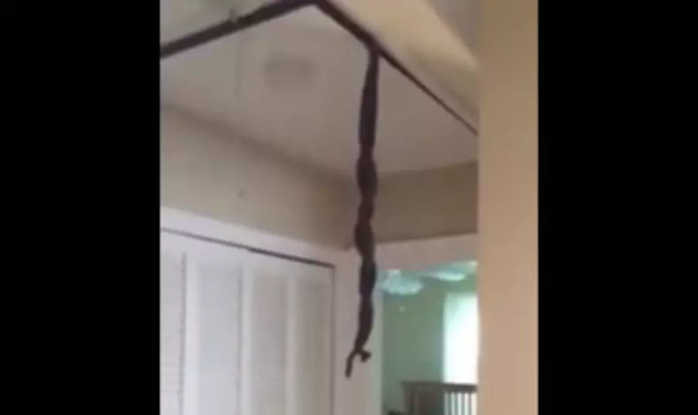 Snakes Fall Out of Man&#8217;s Ceiling [Video]