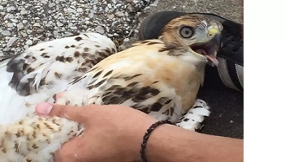 Raptor Hawk Hit by Car Rescued at WBKR [VIDEO]