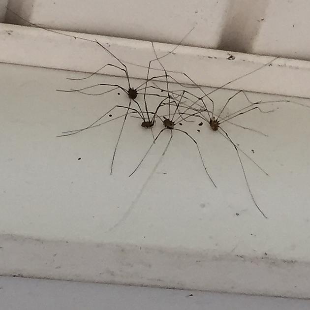 daddy long legs spider clump