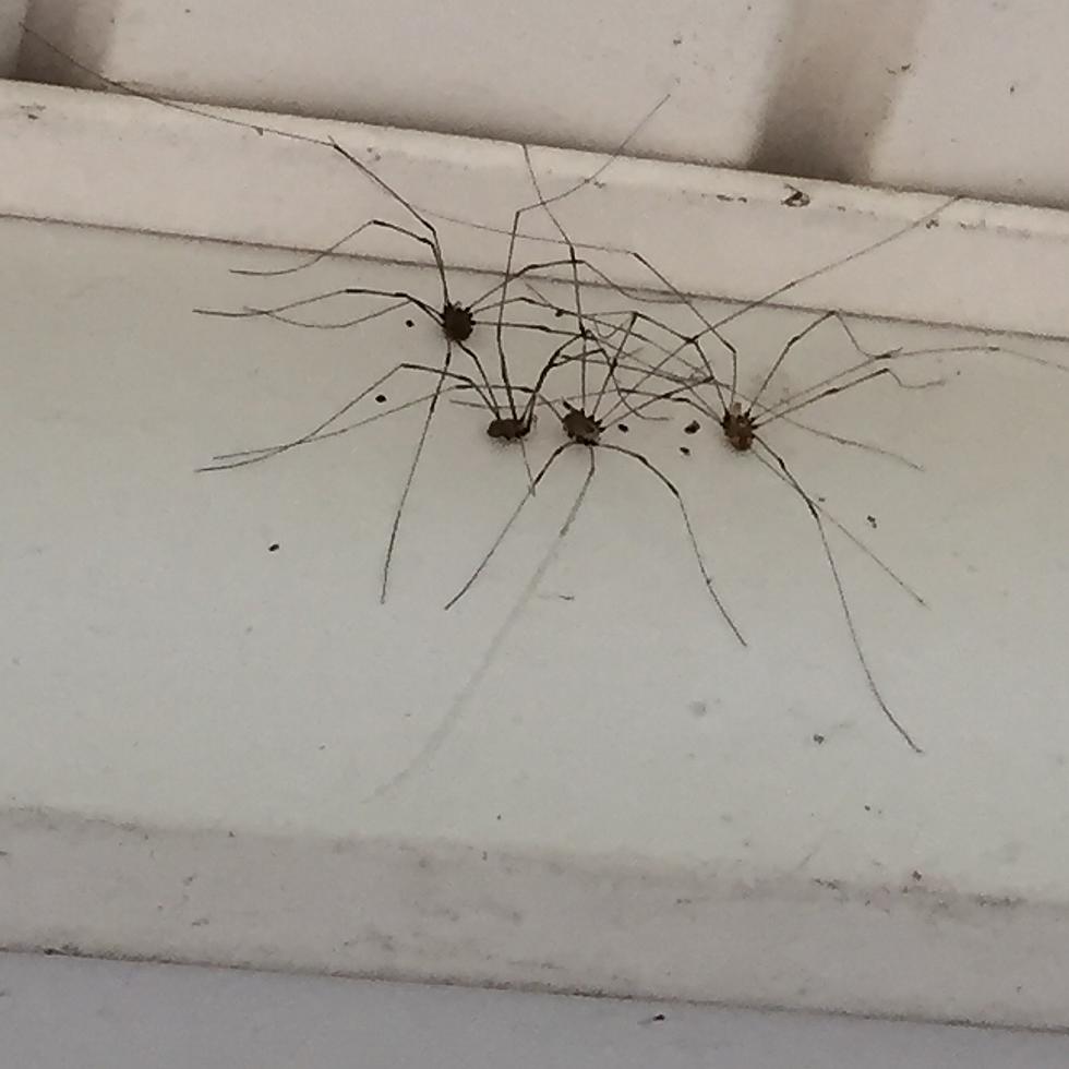 Daddy Long Legs Take Over My Family&#8217;s 4th Of July Weekend [PHOTO]