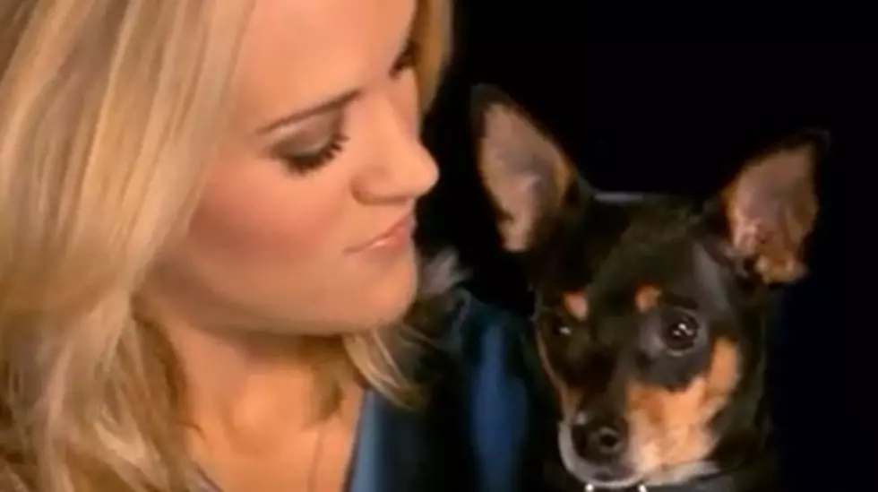 Carrie Underwood&#8217;s Dog Ace Makes Progress After Paralysis [VIDEO]