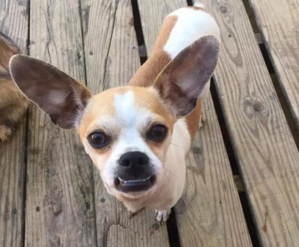 Cutest-Ugliest Dog of the Internet is Available for Adoption in KY [PHOTOS]