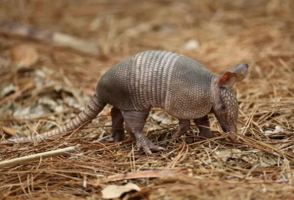 Did You Know There Were Armadillos In Kentucky? [VIDEO]