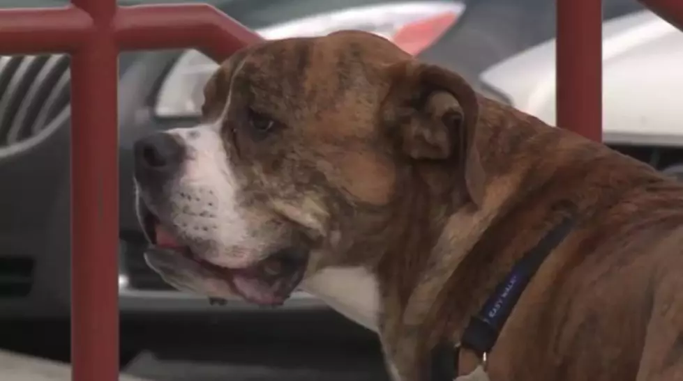 Dog Left At Shelter With A List Of Instructions From Heartbroken Child [VIDEO]