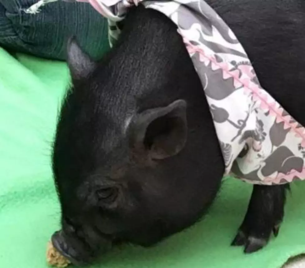 Pot Bellied Pig Up For Adoption At the Vanderburgh Humane Society [VIDEO]